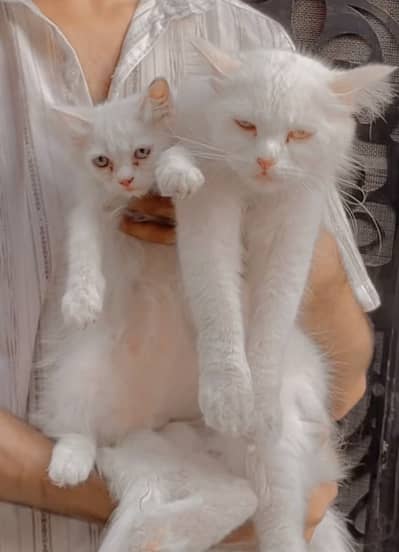 Persian cat
