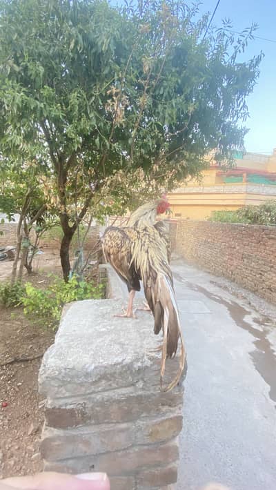 Tame Assel murgh