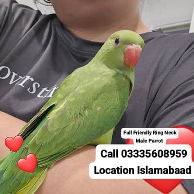 Hand Tamed Full Friendly Green Ring Neck Male Parrot Jumbo Size