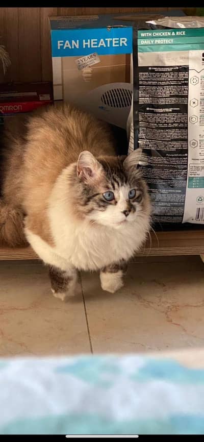 Birman Male Cat