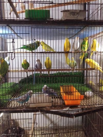 Australian breeder for sale Township Lahore contact number 0346 400118