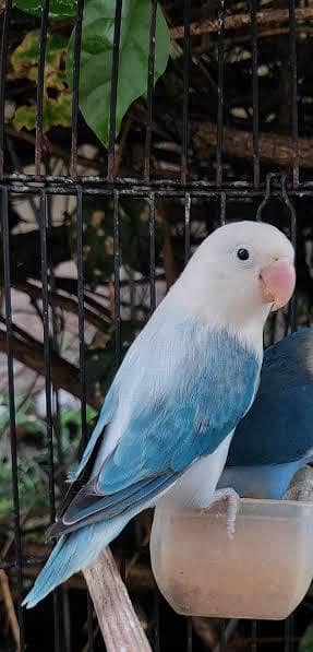wings love birds latest