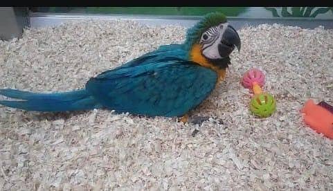 blue macaw parrot cheeks for sale 03234937871