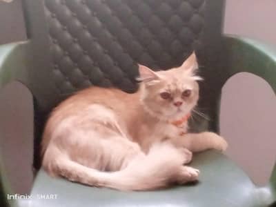 Persian Cat for Sale