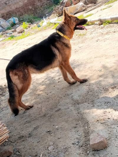 German Shepherd dog