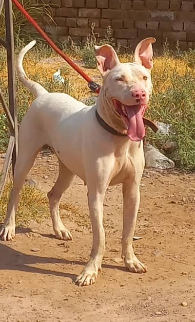 pure kuhati gultair female pink nose blue eyes healthy and active