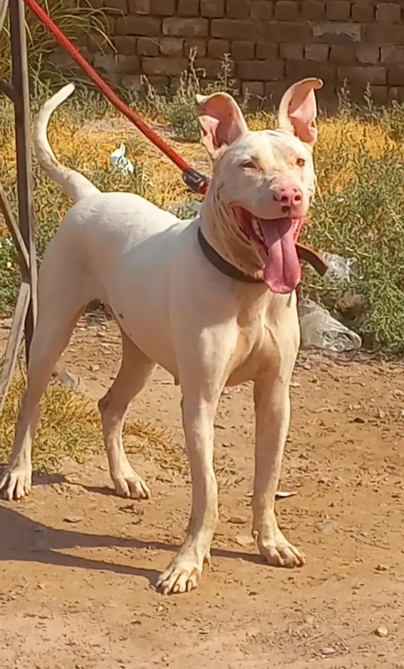 pure kuhati gultair female pink nose blue eyes healthy and active