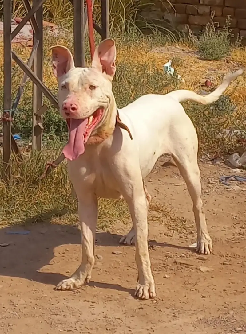 pure kuhati gultair female pink nose blue eyes healthy and active — photo 2