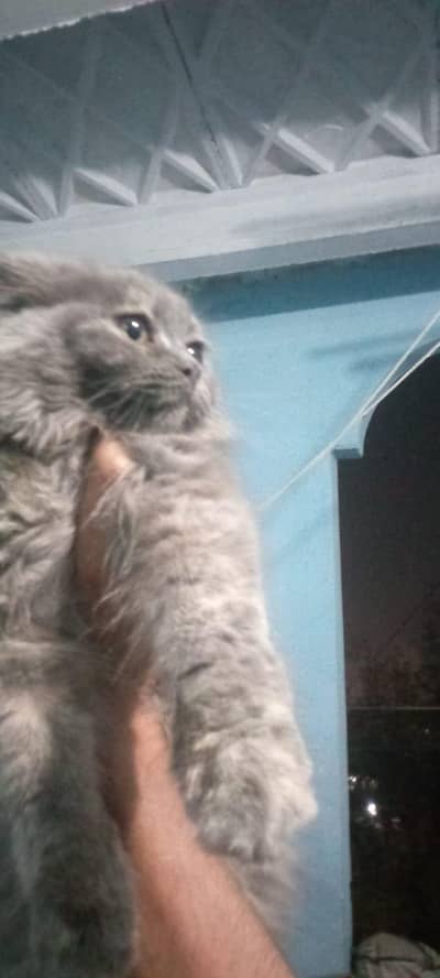 Persian kitten  for sale
