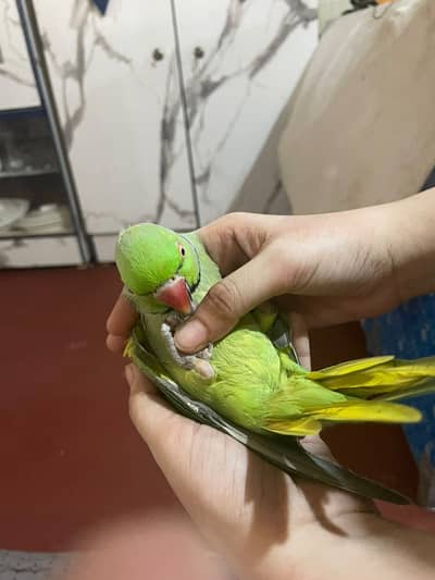 Ring neck malll hy fulll tam he  koe x chang kre tuu kringe
