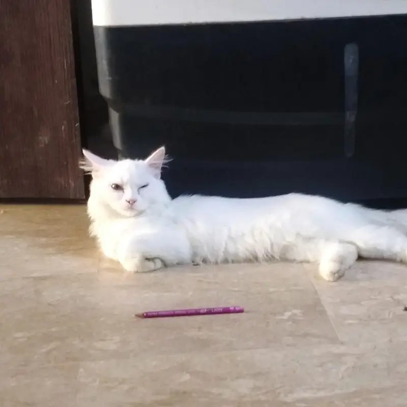 I want to sale my Persian kittens pair 5 months double coated — photo 2