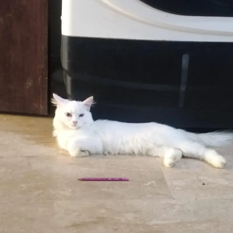 I want to sale my Persian kittens pair 5 months double coated — photo 3