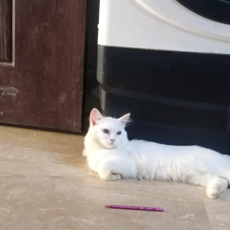 I want to sale my Persian kittens pair 5 months double coated — photo 4