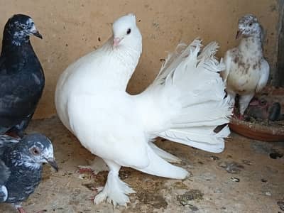 pair for sale interested person only contact