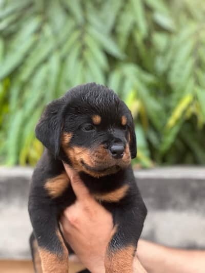 Rottweiler Puppies