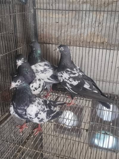 1 teddy male 3 rampuri chene