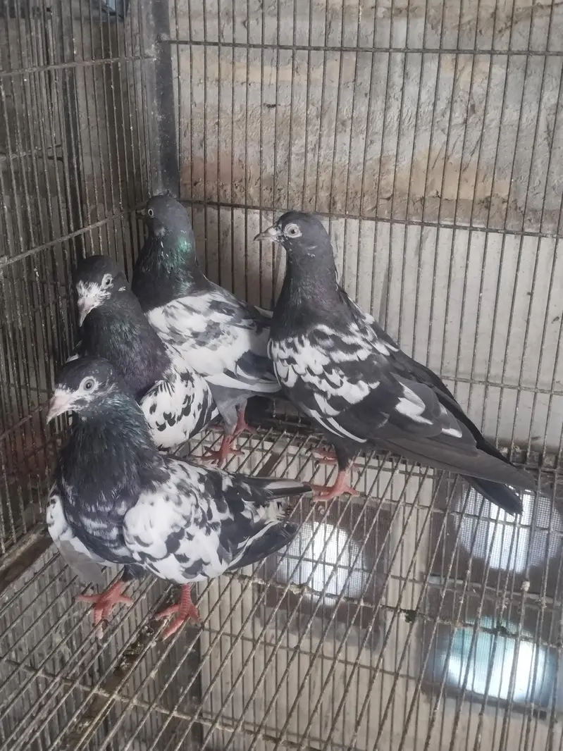 1 teddy male 3 rampuri chene