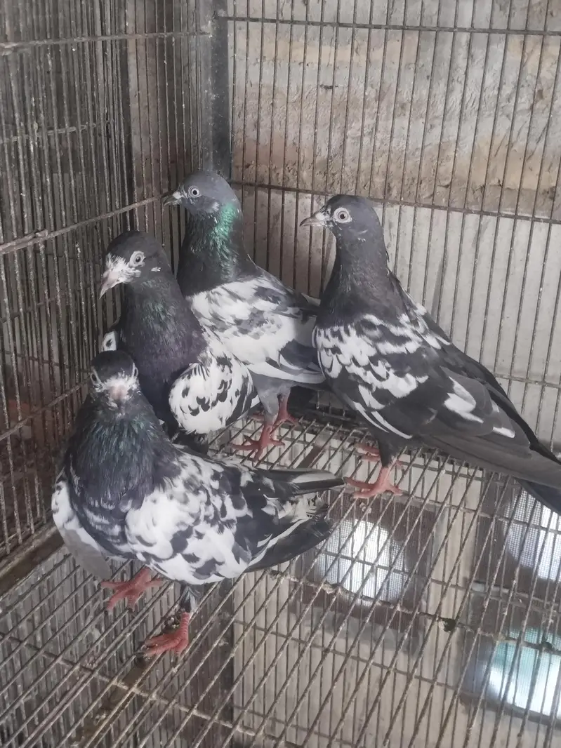 1 teddy male 3 rampuri chene — photo 2