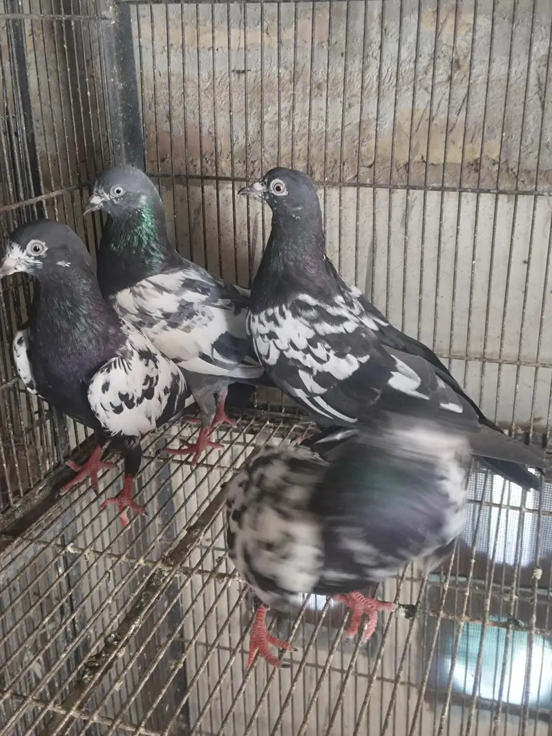 1 teddy male 3 rampuri chene — photo 3