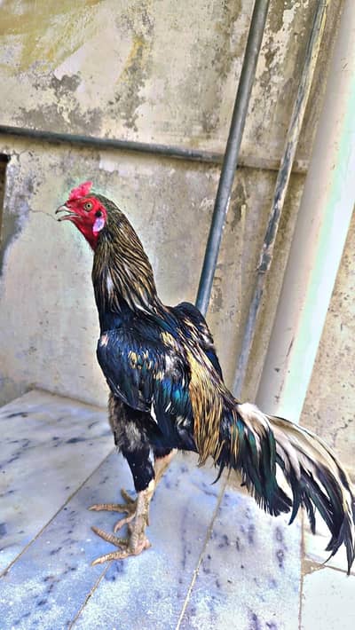 aseel murga for sale exchange also possible