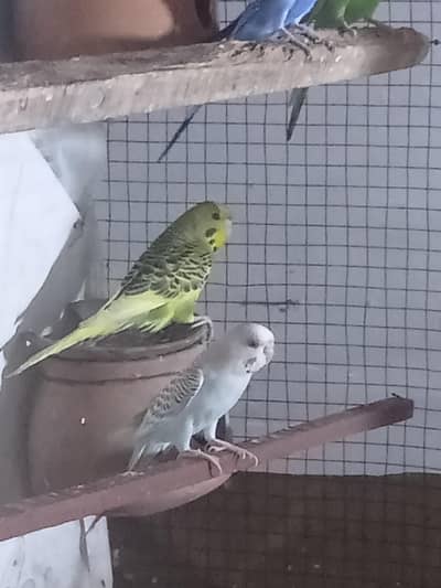 Australian Birds