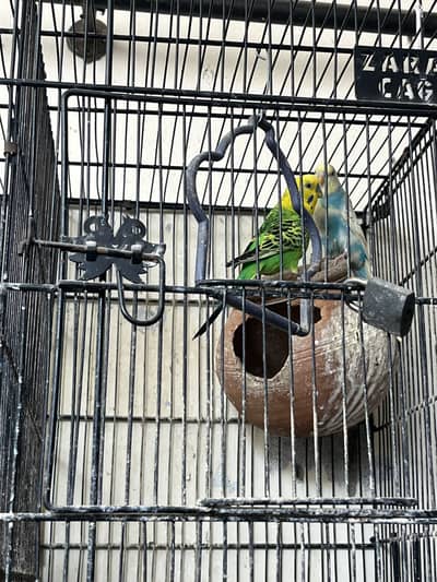 4 love bird and 1 pait Australian