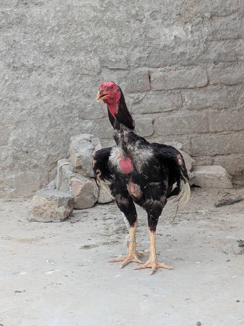 aseel patha 0