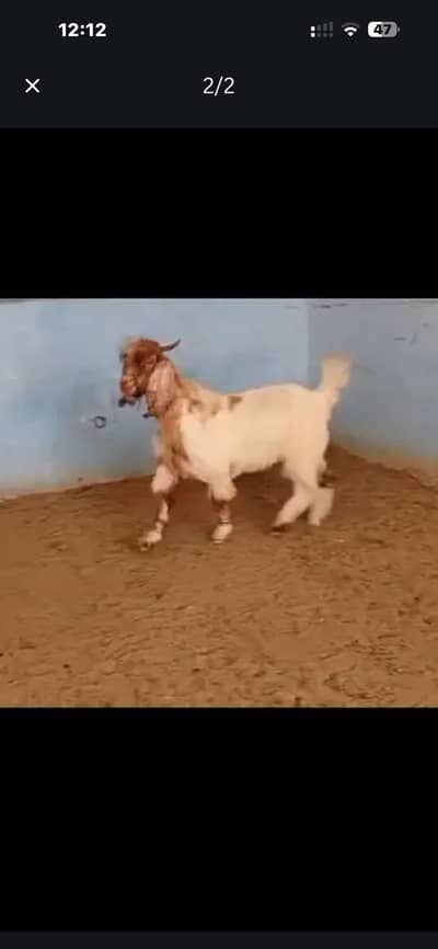 Boer cross
