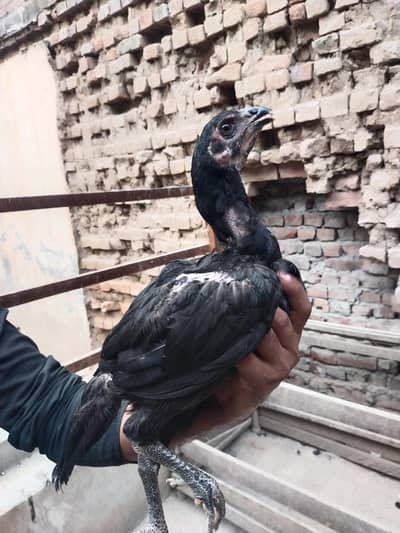 Thai Aseel Hen | Pakoye Aseel & Locker Chicks | Aseel Thai | Aseel Hen