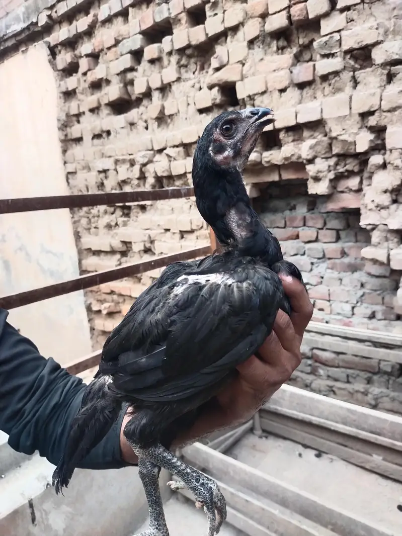Thai Aseel Hen | Pakoye Aseel & Locker Chicks | Aseel Thai | Aseel Hen