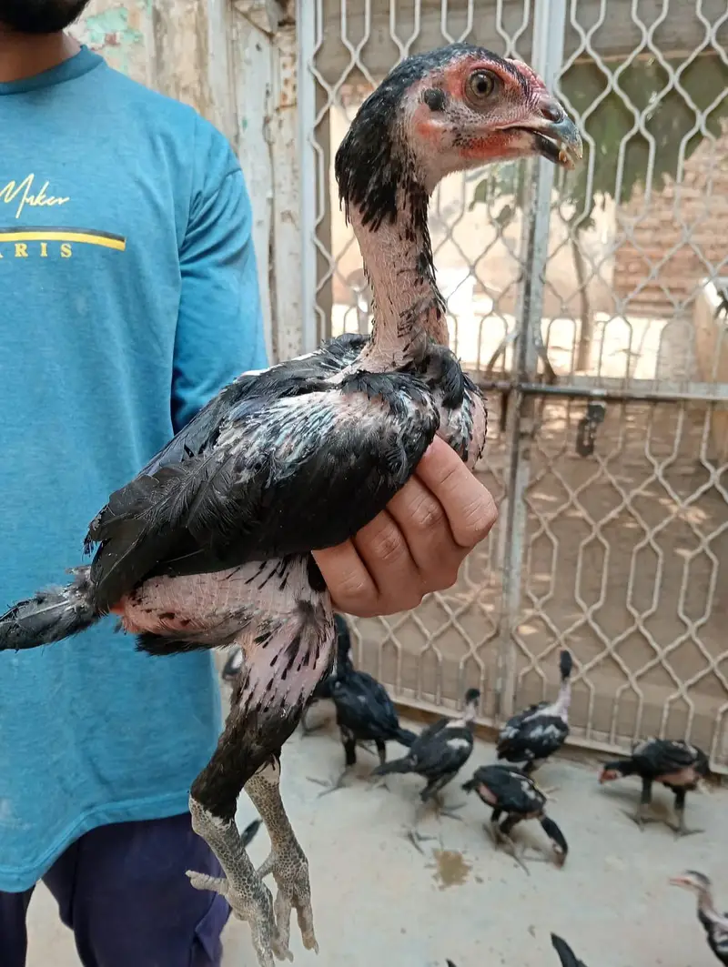 Thai Aseel Hen | Pakoye Aseel & Locker Chicks | Aseel Thai | Aseel Hen — photo 4