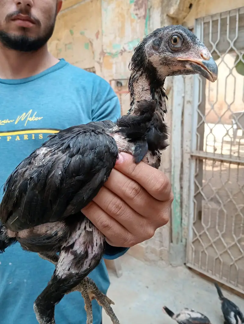 Thai Aseel Hen | Pakoye Aseel & Locker Chicks | Aseel Thai | Aseel Hen — photo 9