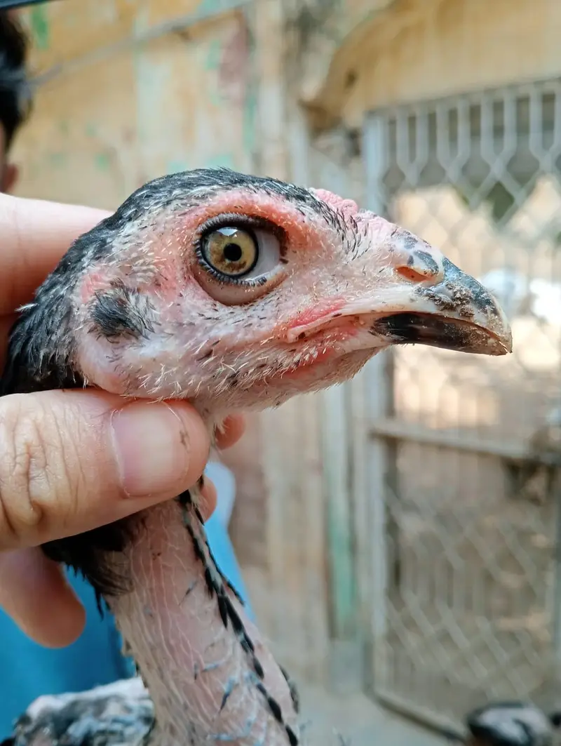 Thai Aseel Hen | Pakoye Aseel & Locker Chicks | Aseel Thai | Aseel Hen — photo 10