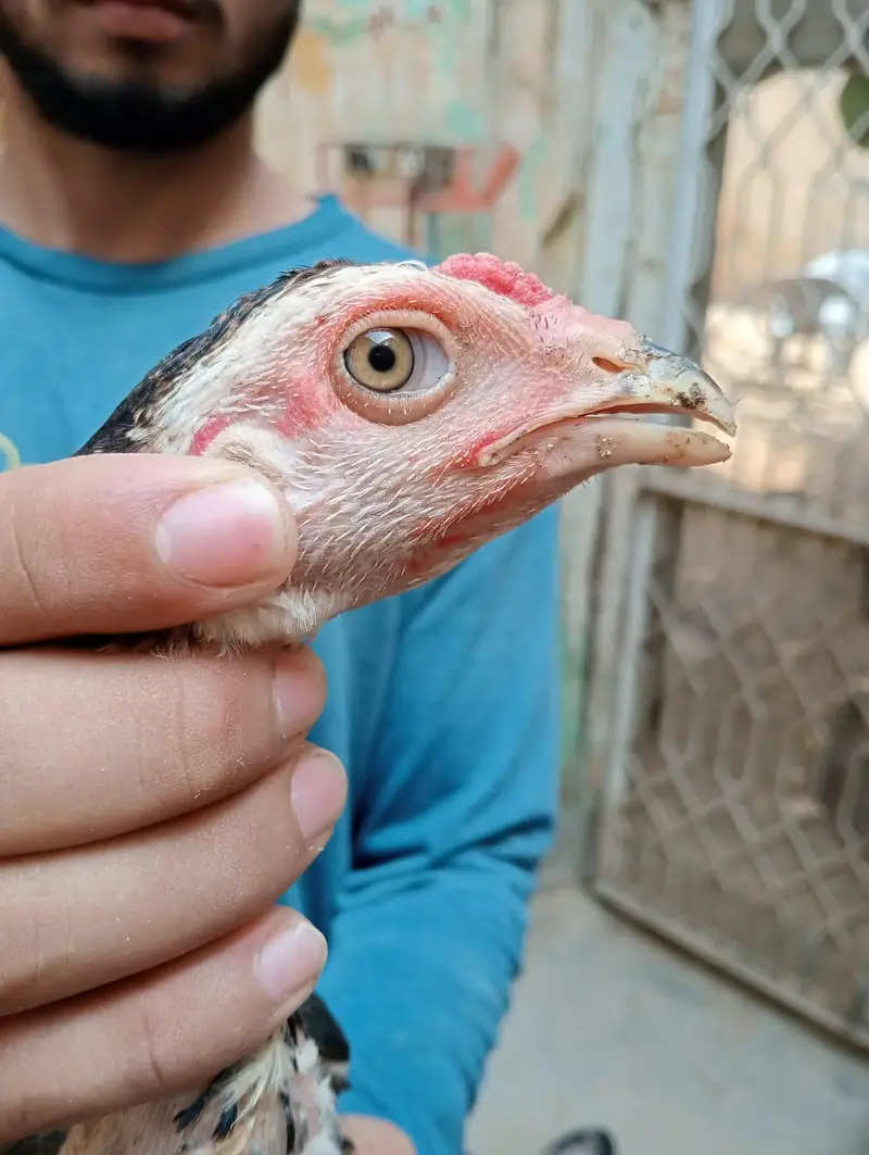 Thai Aseel Hen | Pakoye Aseel & Locker Chicks | Aseel Thai | Aseel Hen — photo 11