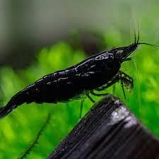 Black Rose Shrimp 1