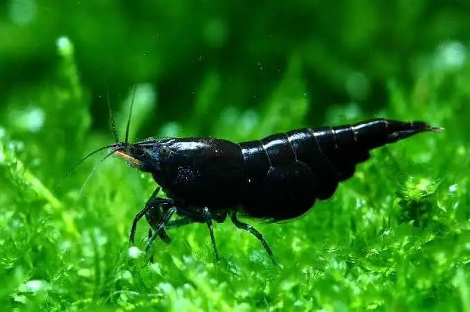 Black Rose Shrimp — photo 2