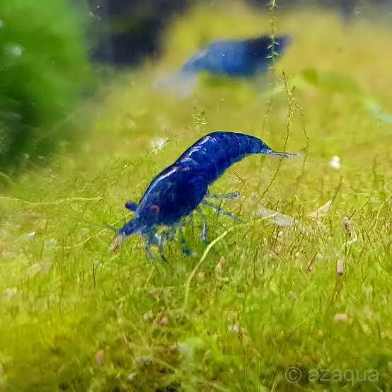 Black Rose Shrimp — photo 3