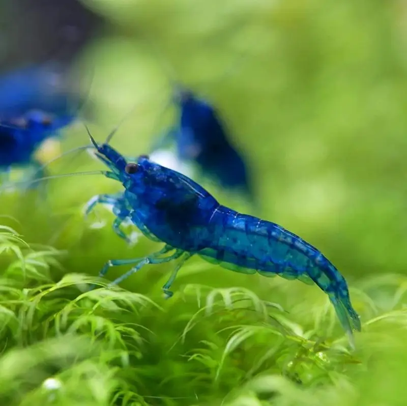 Black Rose Shrimp — photo 4