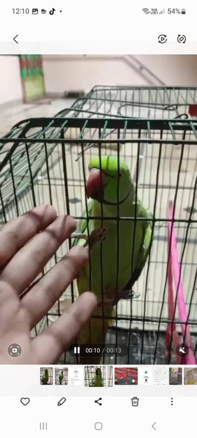 full  hand tame  talking  03204590697
