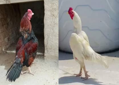 quality Heera + lakha patha+ 3 Pathia