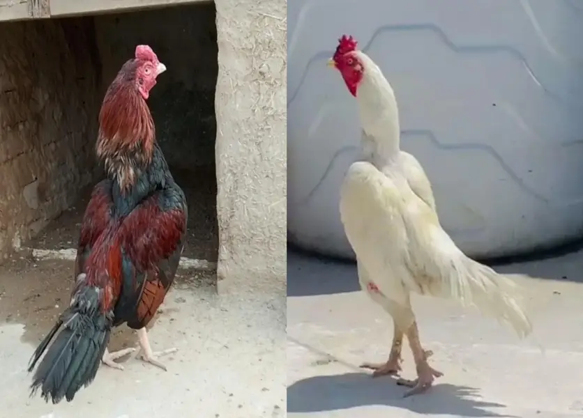 quality Heera + lakha patha+ 3 Pathia