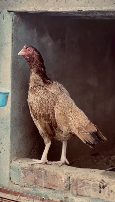 Aseel hen