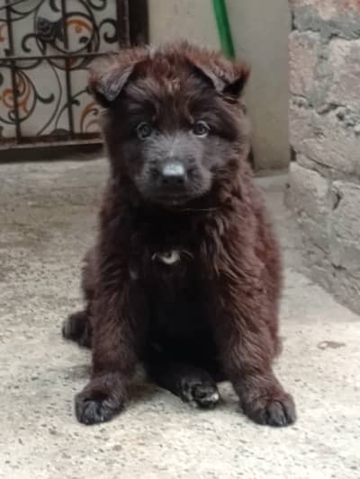 Black shaperd extremely long haired puppies
