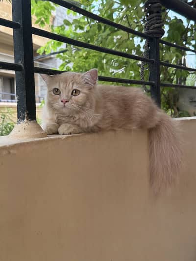 female cat