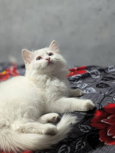 Persian cat