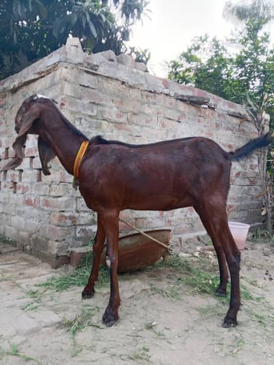 Desi bakri
