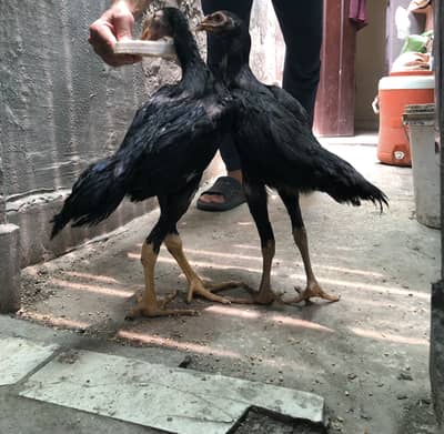 2 black Shamoo and 1 Thai for sale very reasonable price .