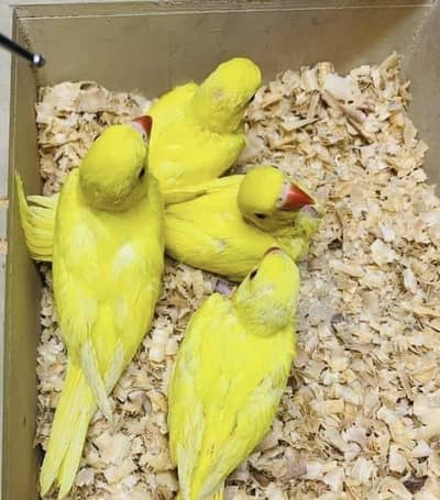 raw parrot male