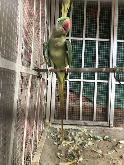 Females parrot in 2years old