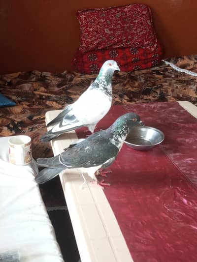 pigeons pair